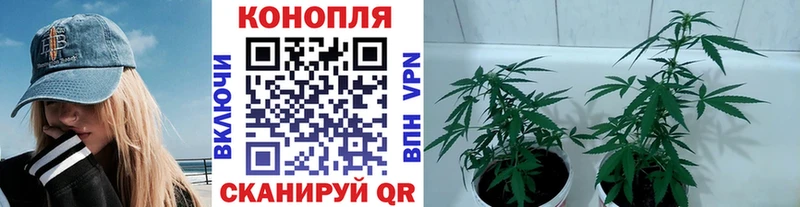 купить Павловск Бошки марихуана индика